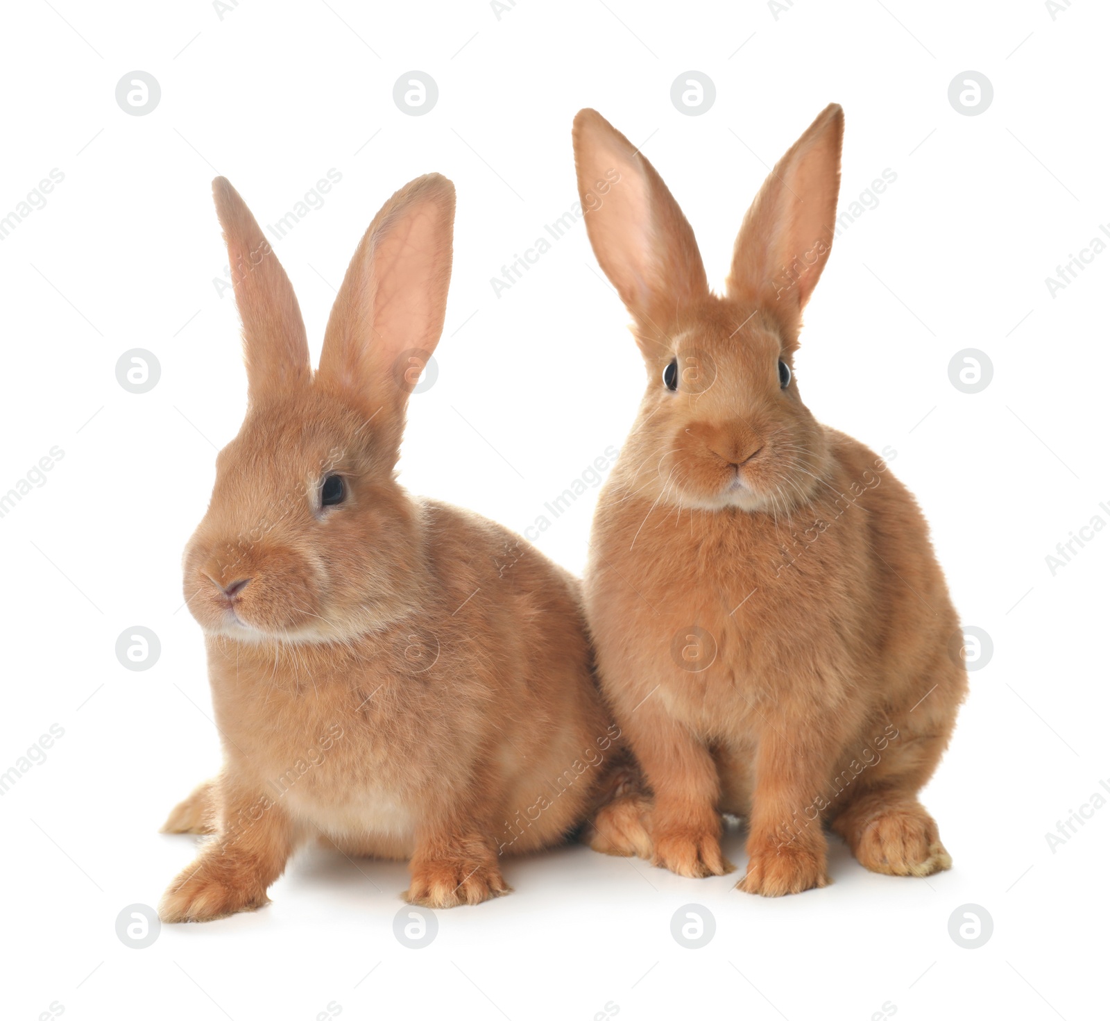 Photo of Cute bunnies isolated on white. Easter symbol