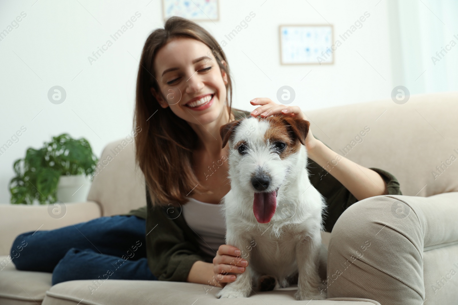 Photo of Young woman with her cute Jack Russell Terrier on sofa at home. Lovely pet