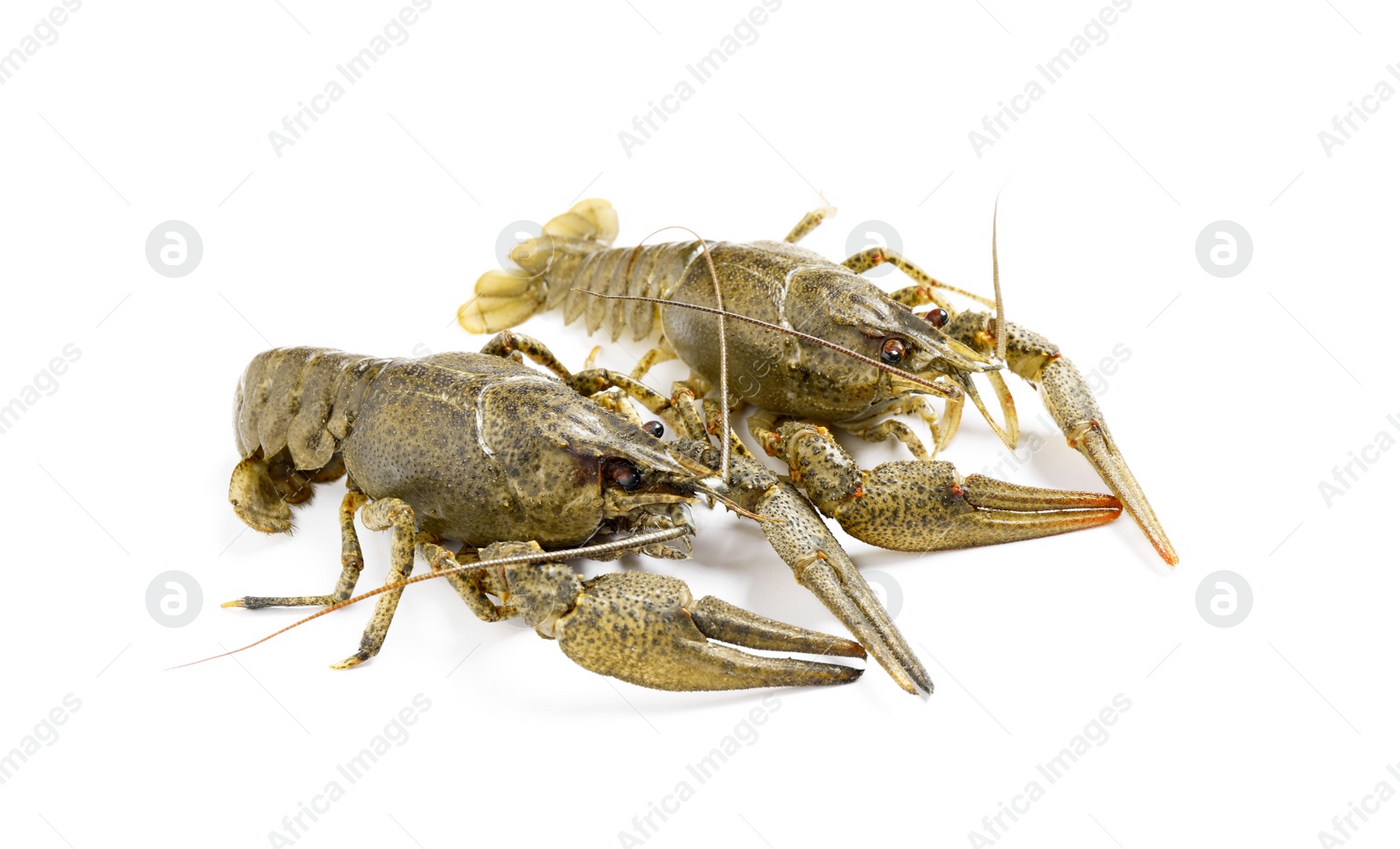 Photo of Fresh raw crayfishes isolated on white. Healthy seafood