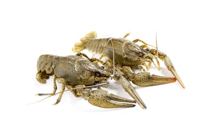 Photo of Fresh raw crayfishes isolated on white. Healthy seafood