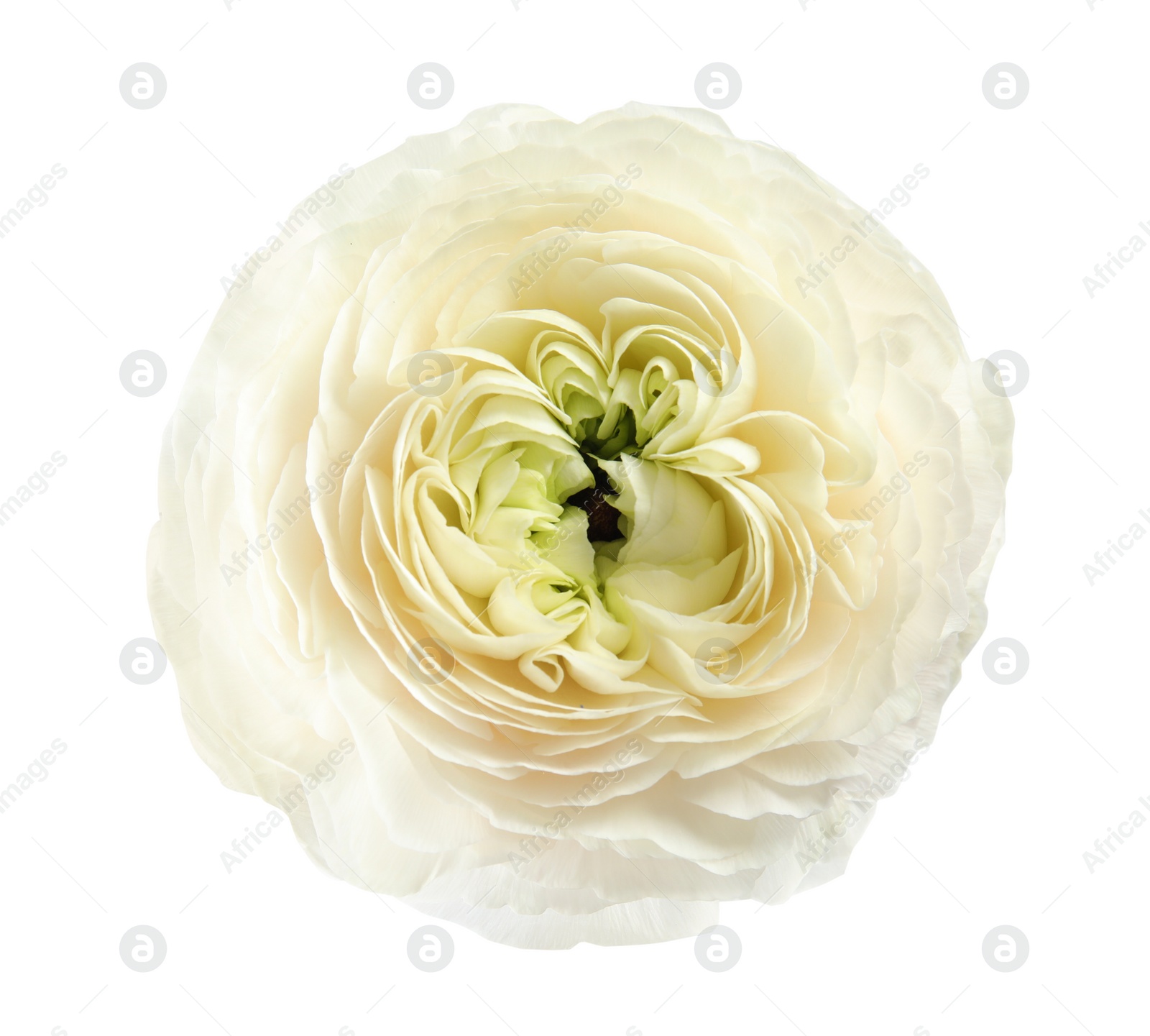 Photo of Beautiful ranunculus flower isolated on white, top view