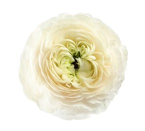 Beautiful ranunculus flower isolated on white, top view