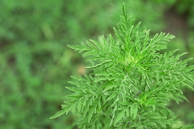 Ragweed plant (Ambrosia genus) outdoors. Seasonal allergy