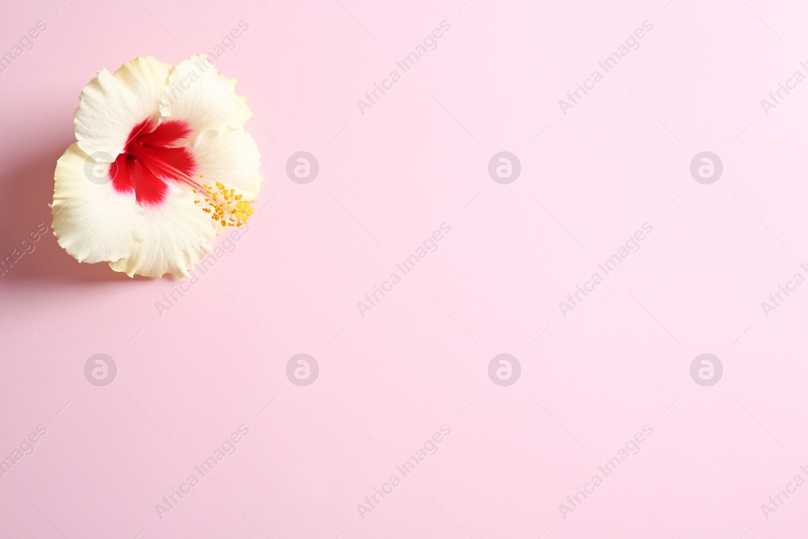 Photo of Beautiful tropical Hibiscus flower on color background with space for design, top view