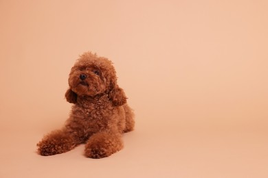 Photo of Cute Maltipoo dog on beige background, space for text. Lovely pet