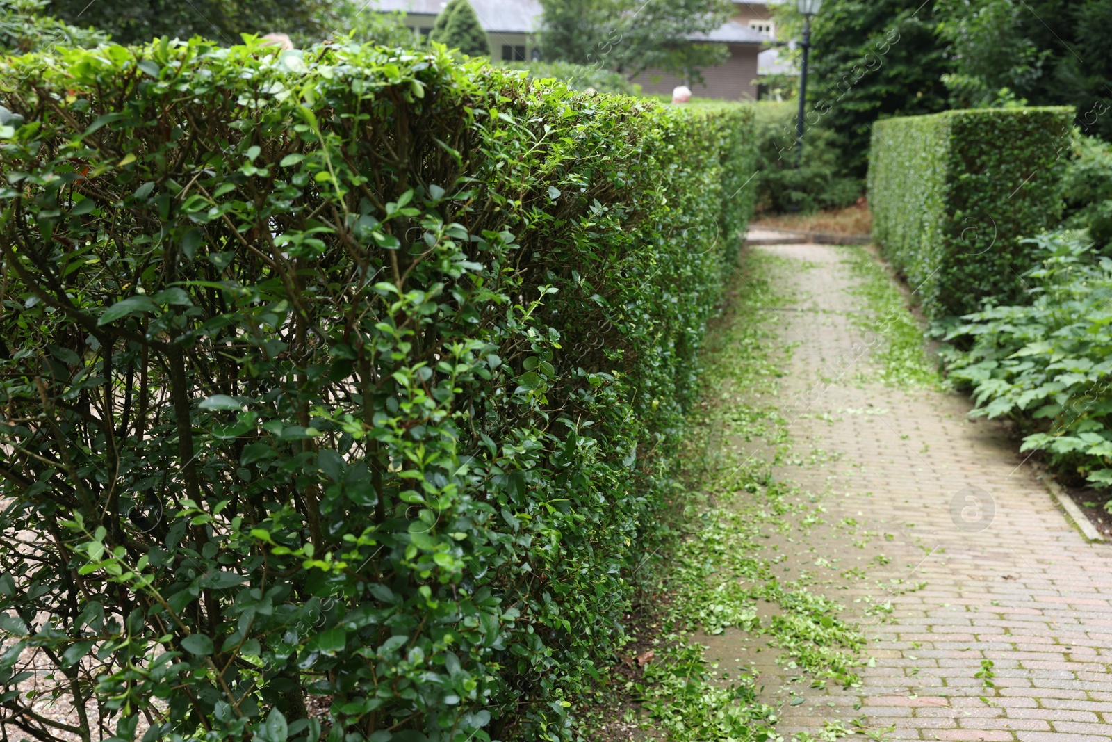 Photo of Beautiful green boxwood hedge outdoors. Landscape design