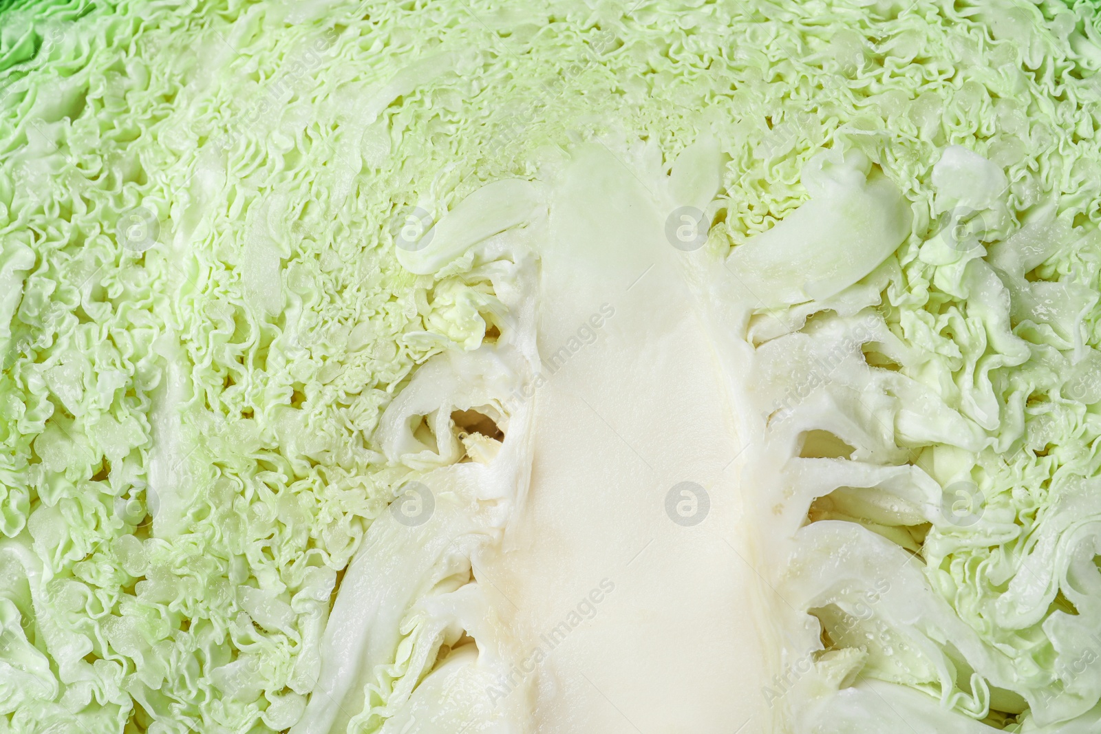 Photo of Fresh cut savoy cabbage as background, closeup