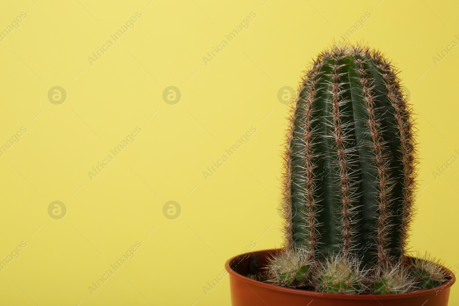 Photo of Beautiful green cactus in pot on yellow background, space for text. Tropical plant