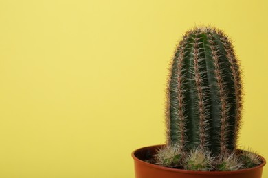 Beautiful green cactus in pot on yellow background, space for text. Tropical plant