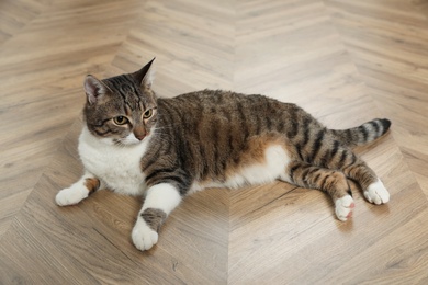 Photo of Cute cat resting on warm floor at home. Heating system