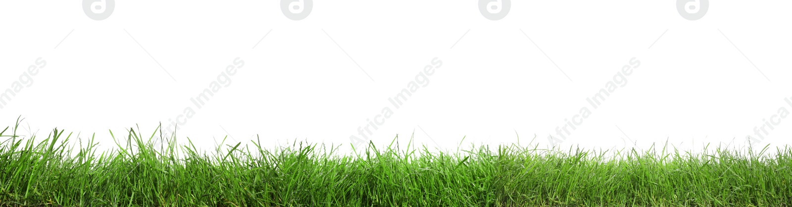 Image of Beautiful lush green grass on white background. Banner design