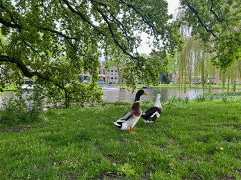 Two beautiful ducks walking near city canal