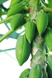 Photo of Unripe papaya fruits growing on tree outdoors, closeup view