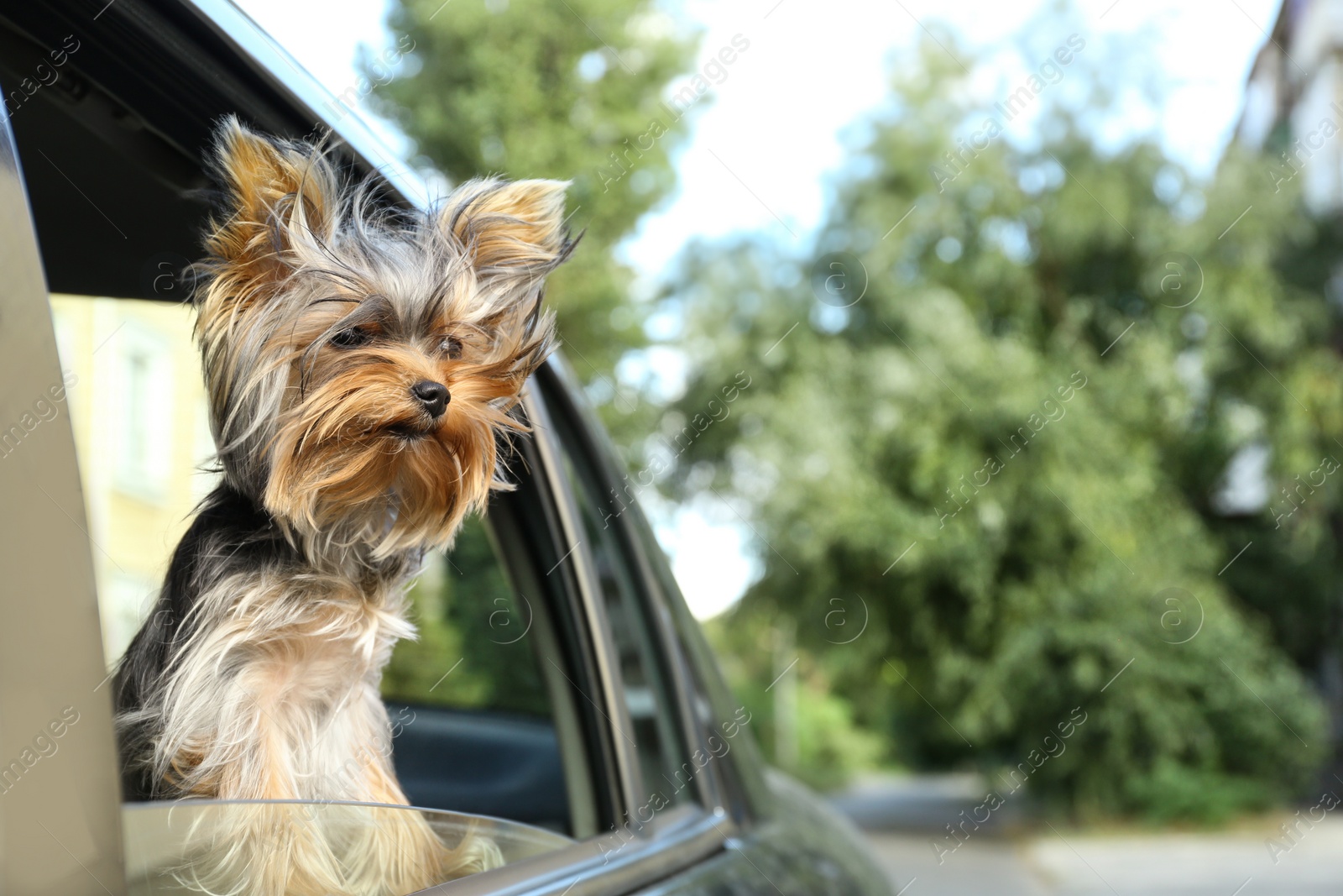 Photo of Adorable Yorkshire terrier looking out of car window, space for text. Cute dog