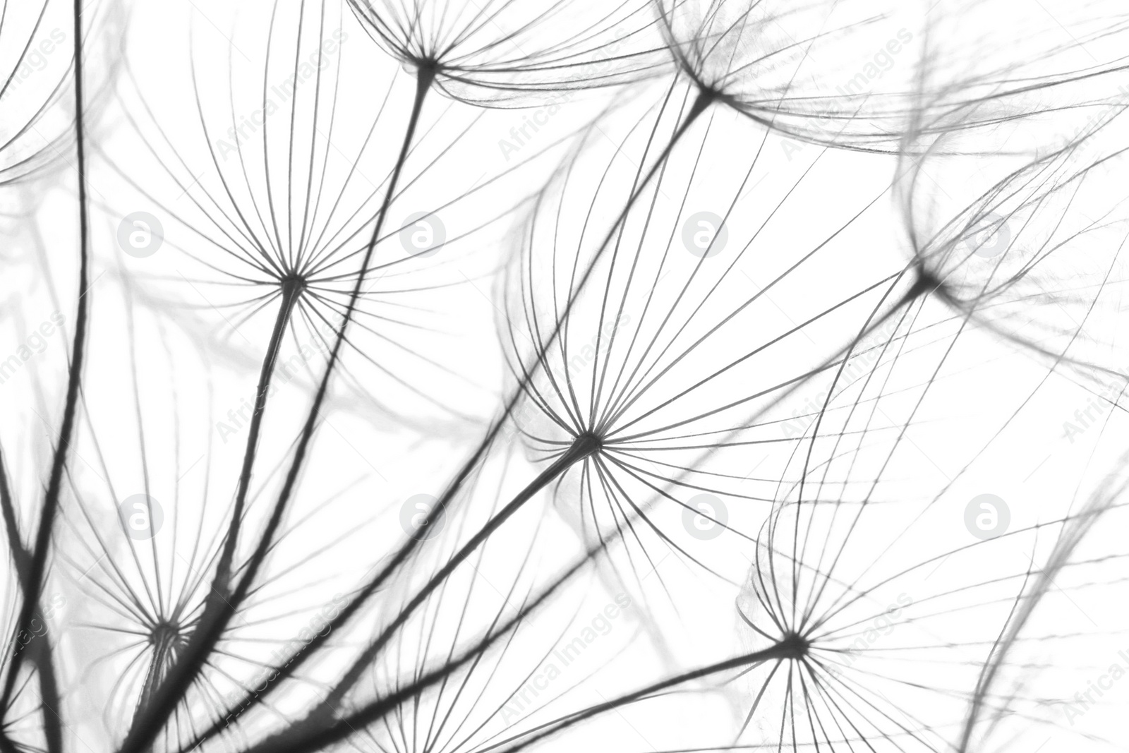 Image of Delicate dandelion seeds, closeup. Black and white tone