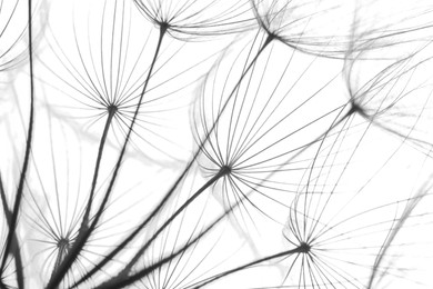 Image of Delicate dandelion seeds, closeup. Black and white tone