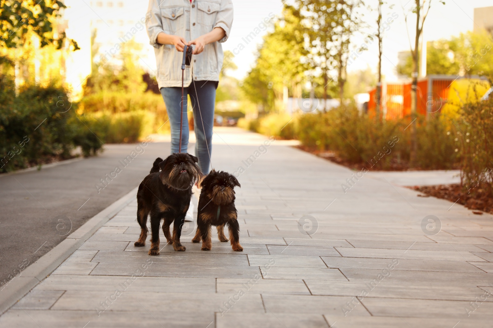 Photo of Woman walking Brussels Griffon dogs in park