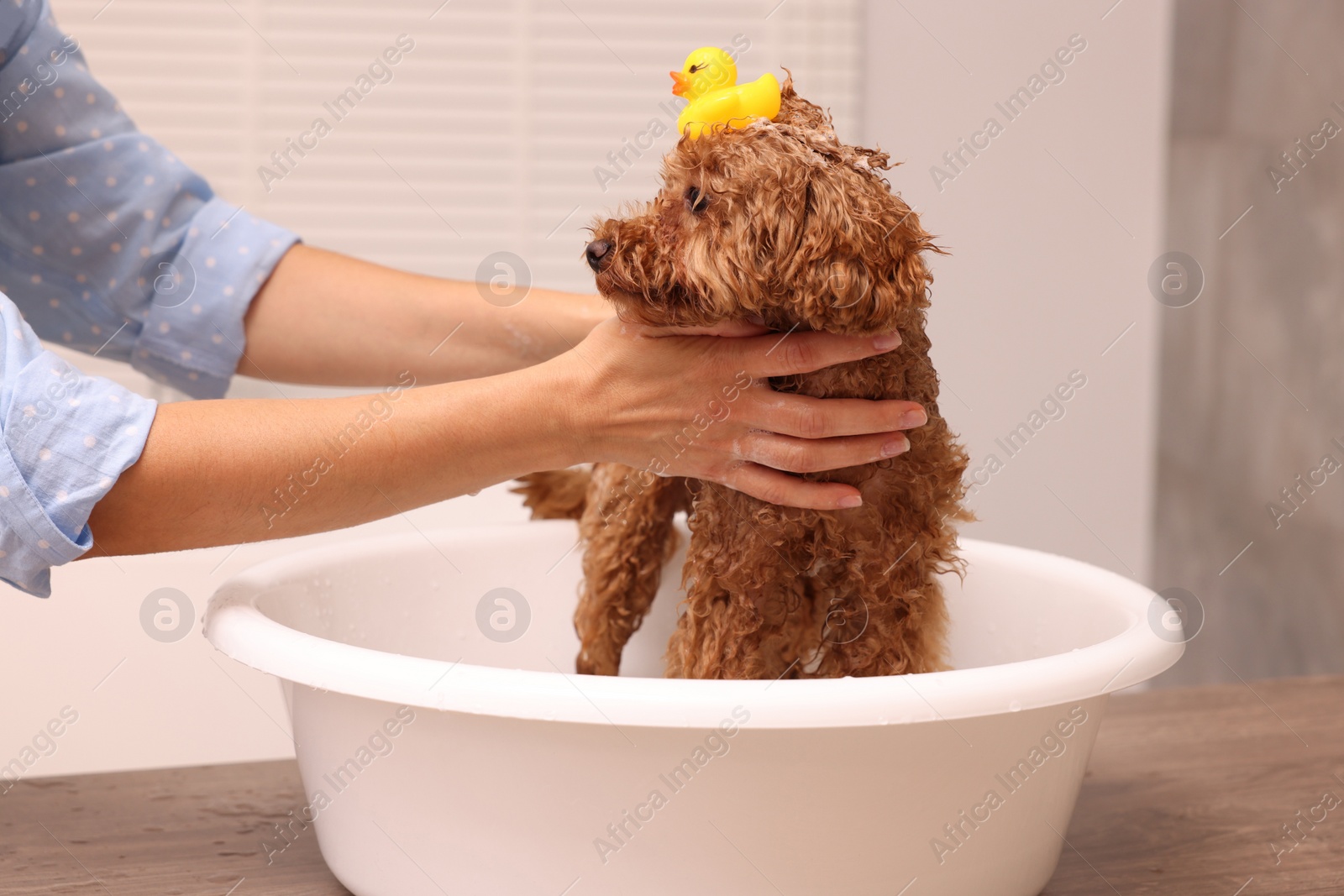 Photo of Woman washing cute Maltipoo dog in basin indoors. Lovely pet