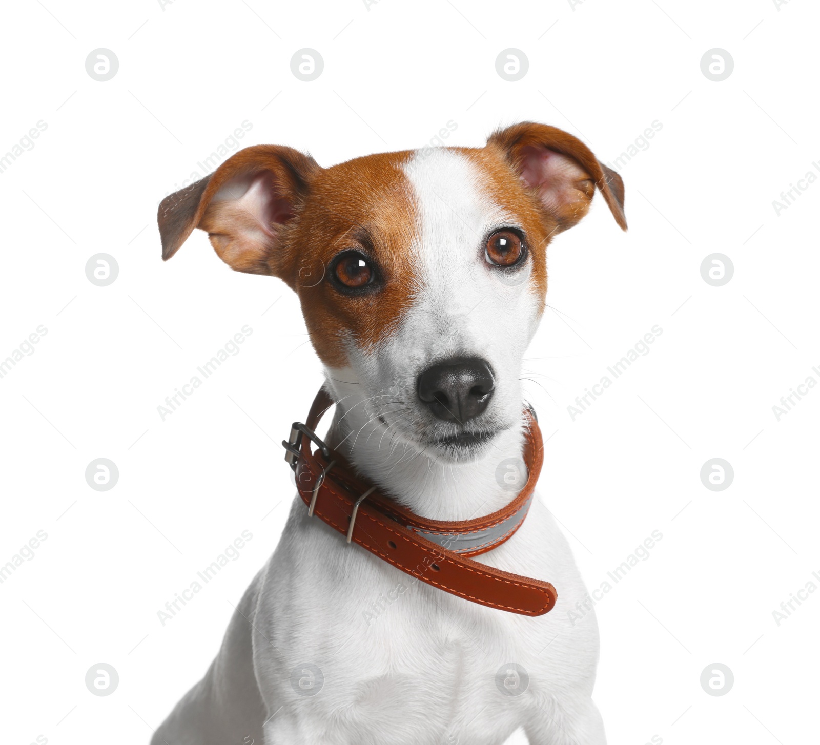 Photo of Adorable Jack Russell terrier with collar on white background