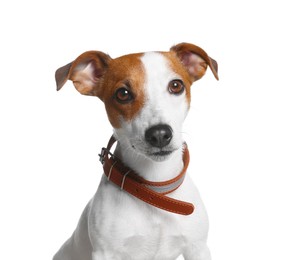 Photo of Adorable Jack Russell terrier with collar on white background