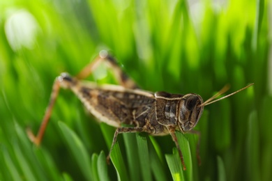 Photo of Common grasshopper on green grass outdoors. Wild insect
