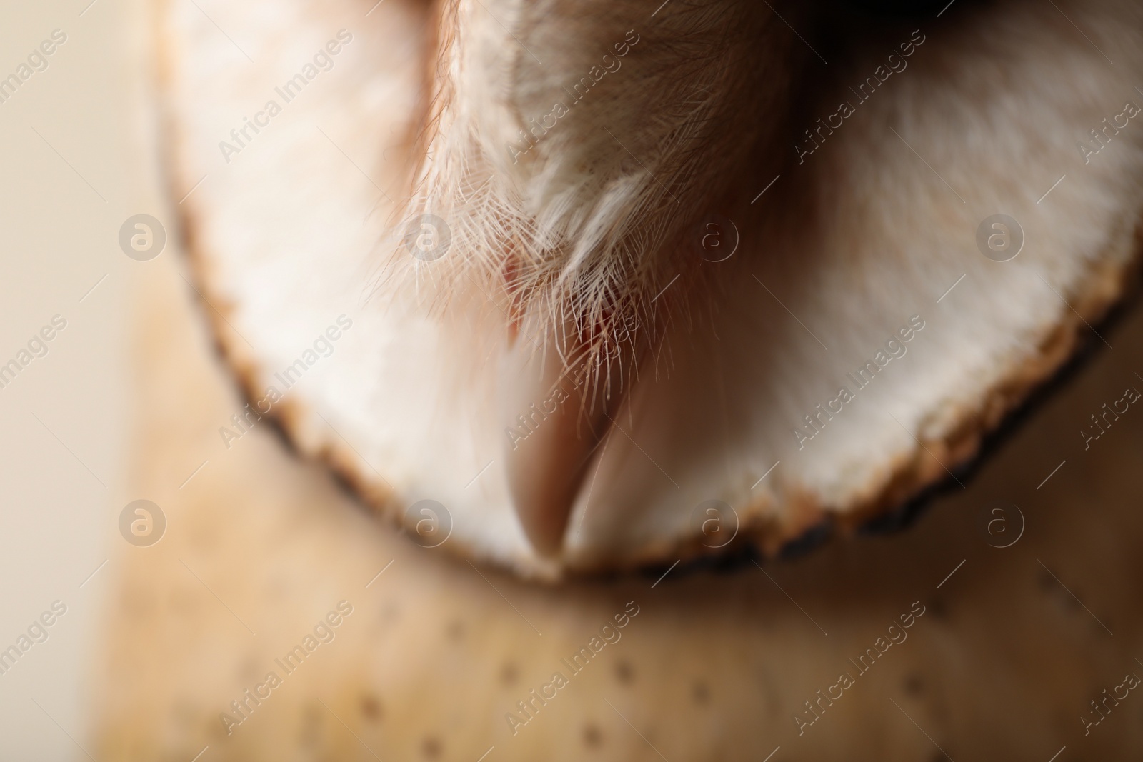 Photo of Beautiful common barn owl on beige background, closeup