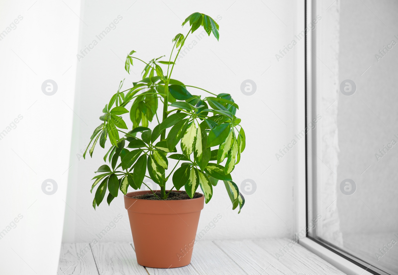 Photo of Beautiful schefflera plant on window sill. Home decor