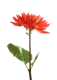 Photo of Beautiful red dahlia flower on white background