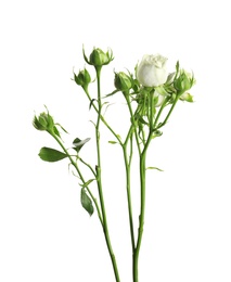 Photo of Branch with beautiful rose buds on white background