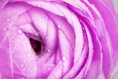 Image of Closeup view of beautiful purple ranunculus flower with dew drops