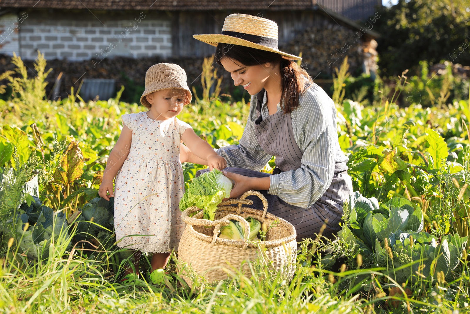 Photo of Mother and daughter harvesting fresh ripe cabbages on farm