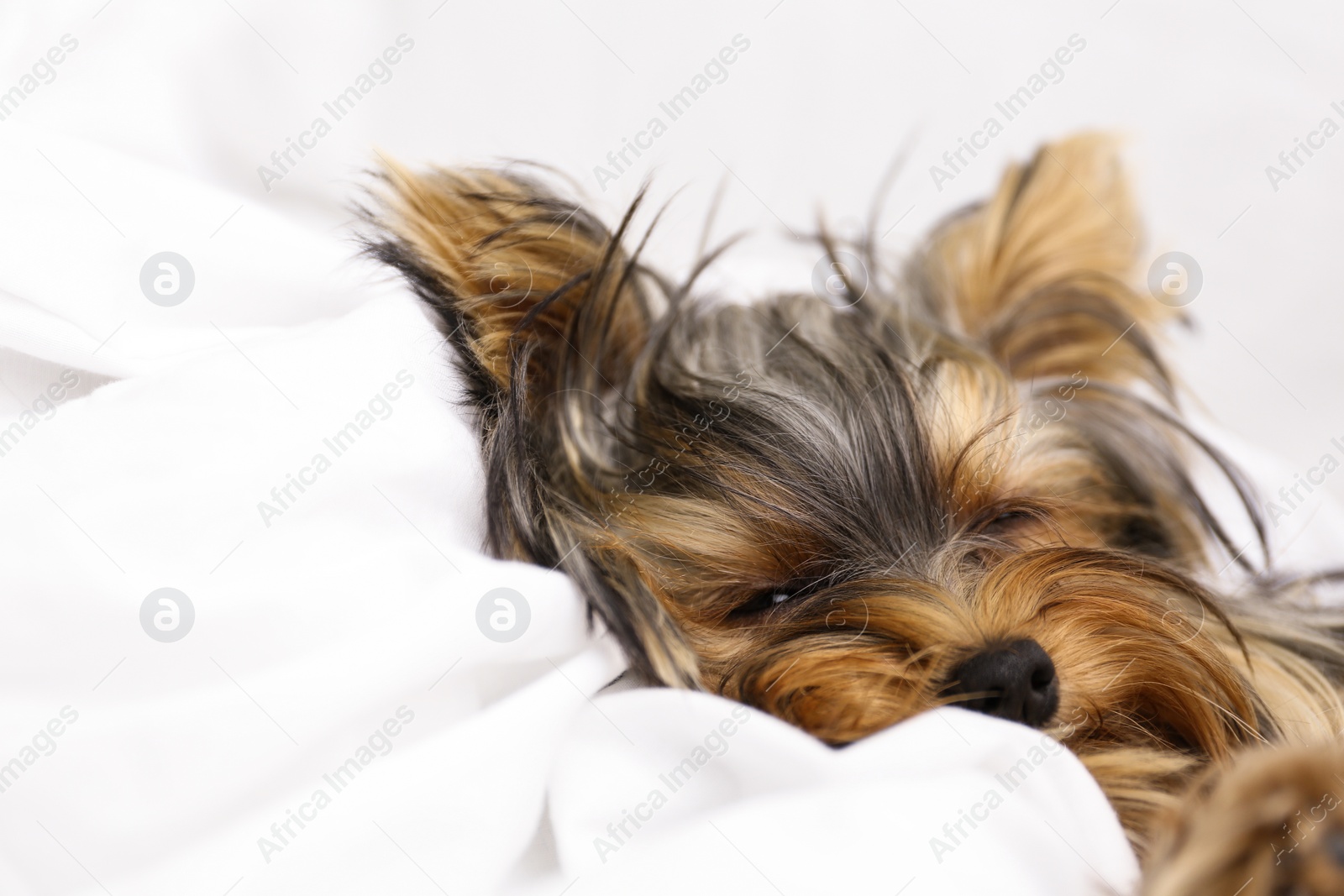 Photo of Adorable Yorkshire terrier sleeping on bed, closeup. Cute dog