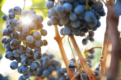 Fresh ripe grapes growing in vineyard on sunny day