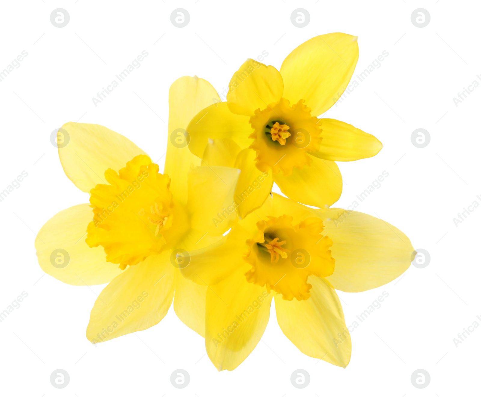 Photo of Beautiful blooming yellow daffodils on white background