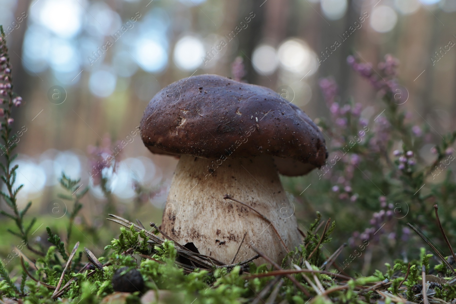 Photo of Beautiful porcini mushroom growing in forest on autumn day