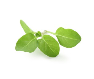 Photo of Sprig of fresh green oregano isolated on white