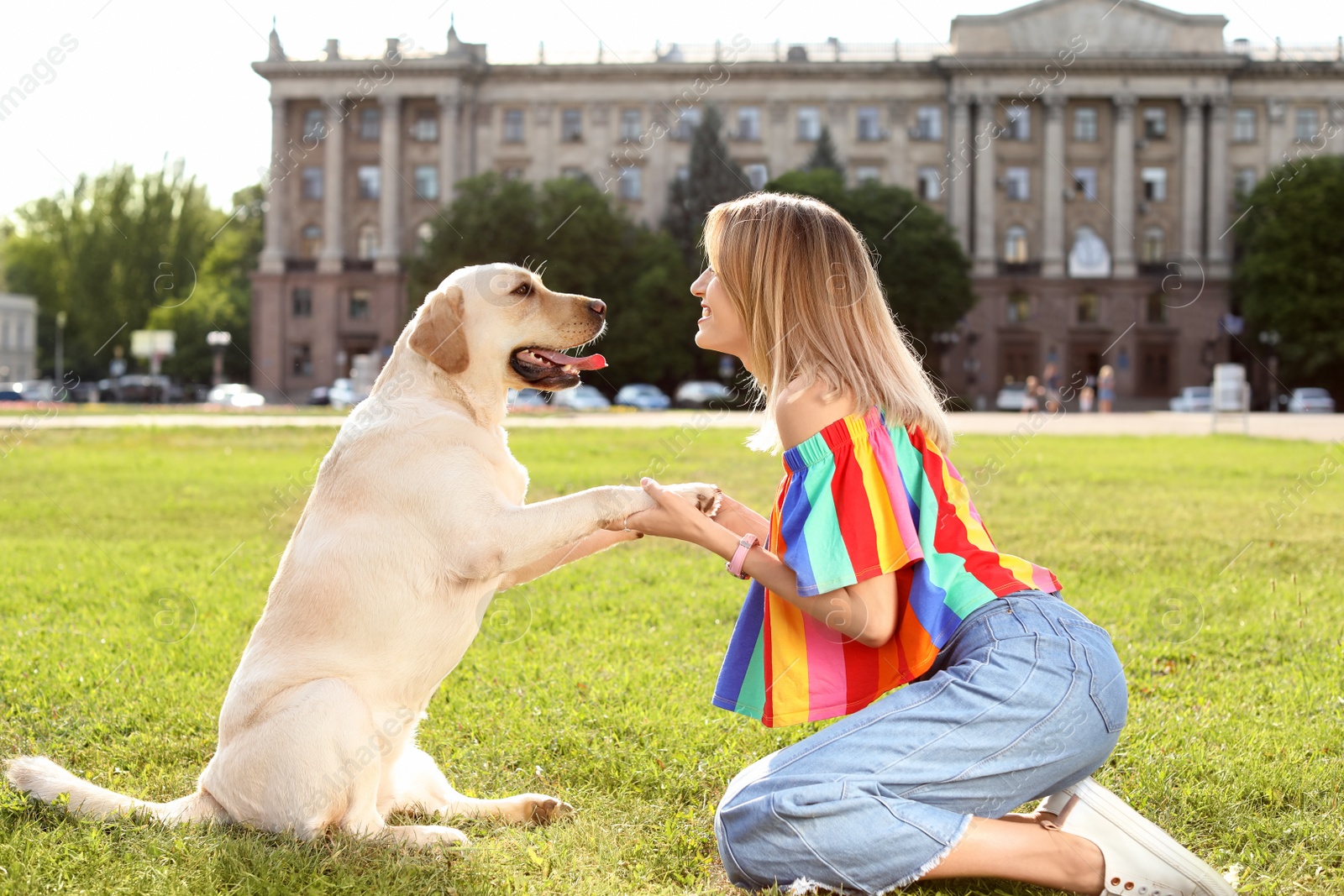 Photo of Cute yellow labrador retriever with owner outdoors