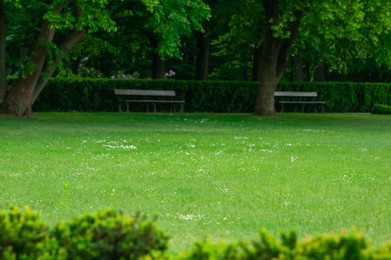 Beautiful view of green lawn and benches in park