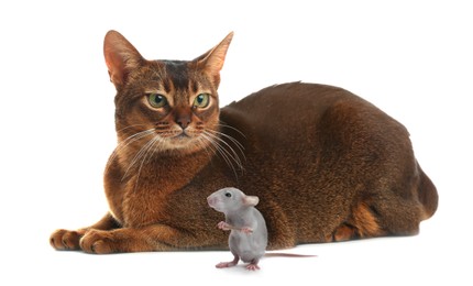 Image of Cute kitten and rat on white background