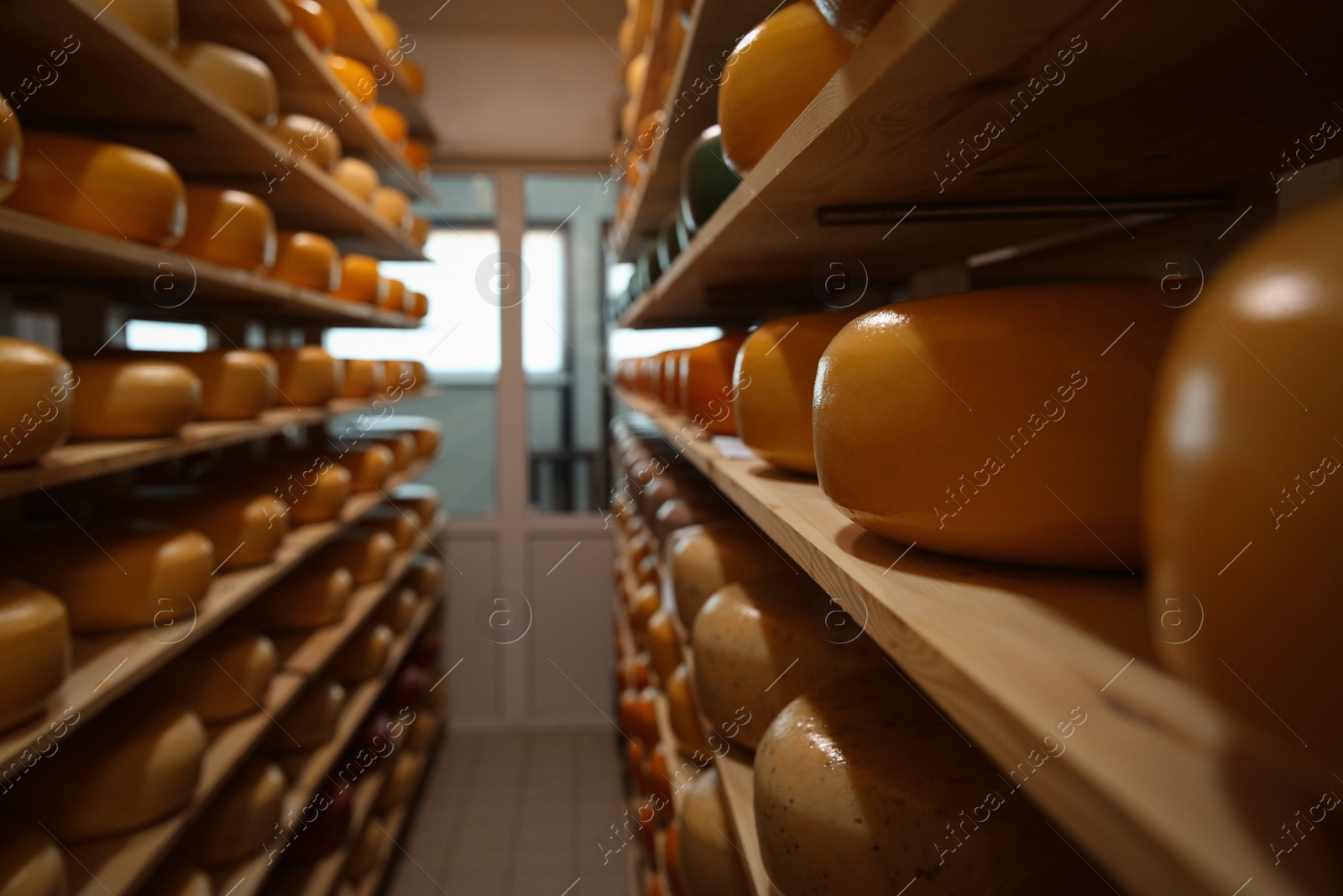 Photo of Fresh cheese heads on rack in factory warehouse