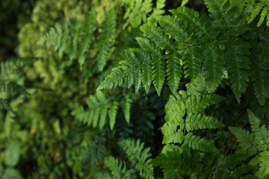 Green fern growing in forest, top view