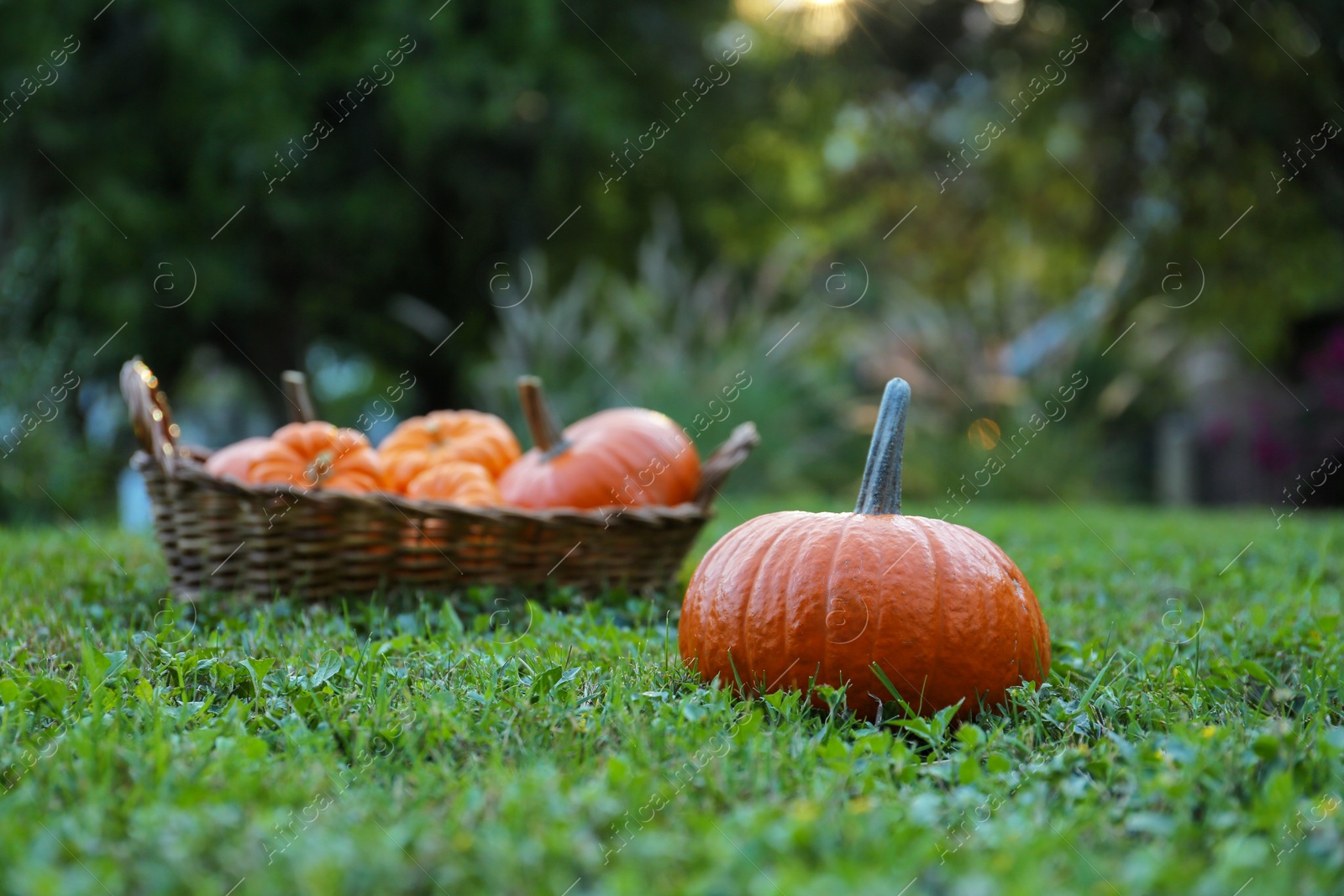 Photo of Whole ripe pumpkins on green grass outdoors, space for text