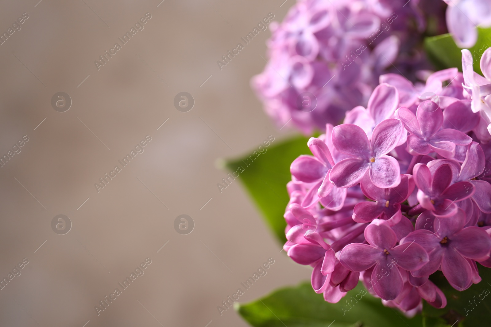 Photo of Beautiful blooming lilac flowers against blurred background, closeup. Space for text