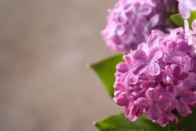 Beautiful blooming lilac flowers against blurred background, closeup. Space for text
