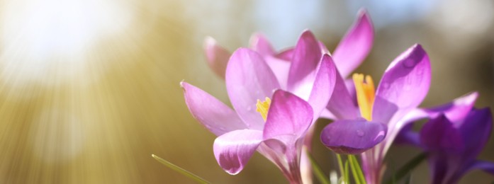 Beautiful purple crocus flowers growing outdoors, closeup view with space for text. Banner design 