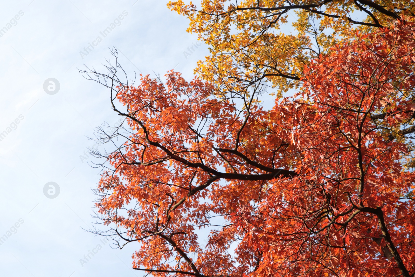 Photo of Beautiful trees with autumn leaves against sky on sunny day, low angle view