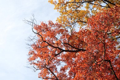 Photo of Beautiful trees with autumn leaves against sky on sunny day, low angle view