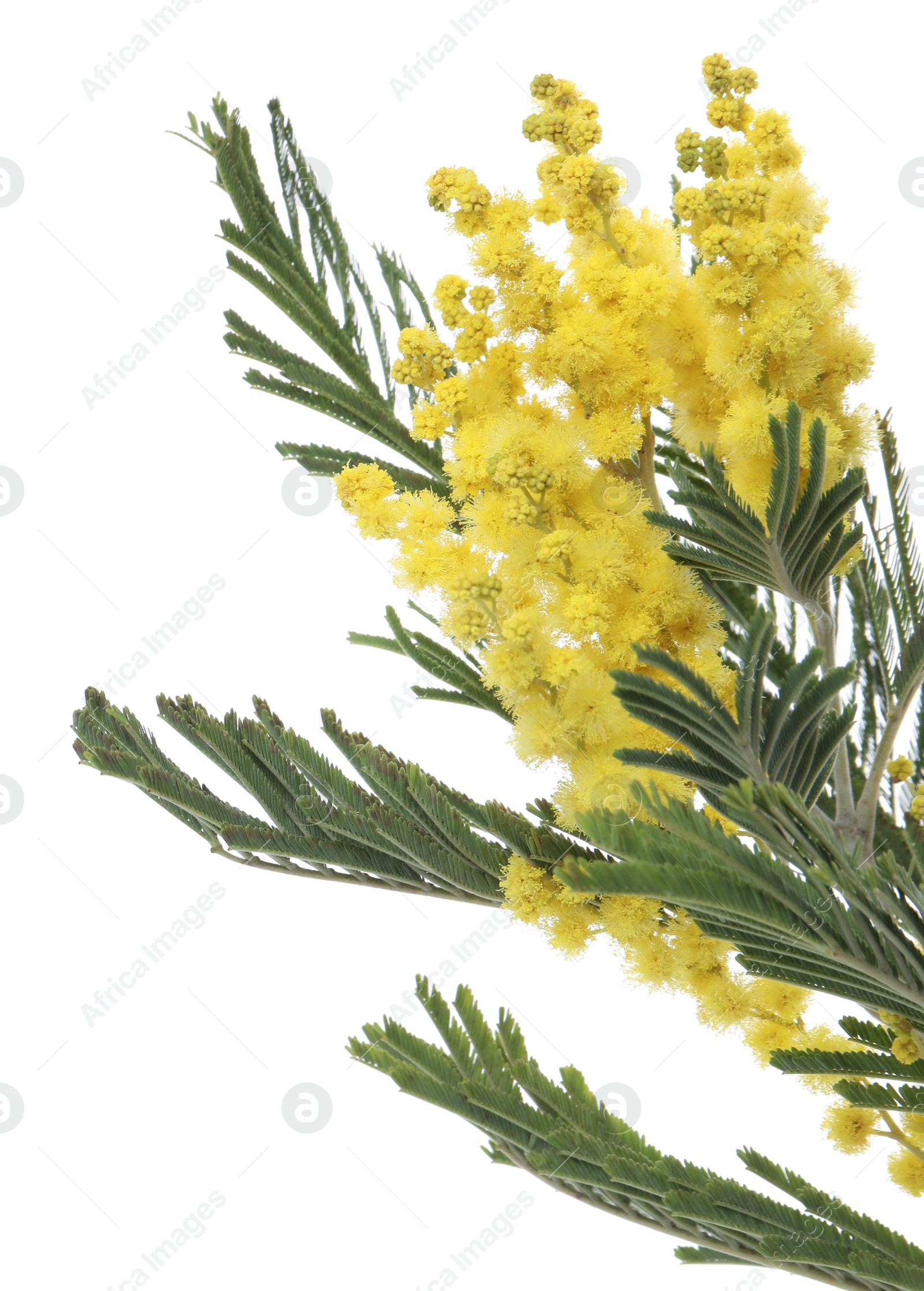 Photo of Beautiful mimosa plant with yellow flowers isolated on white