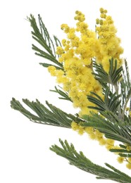 Beautiful mimosa plant with yellow flowers isolated on white