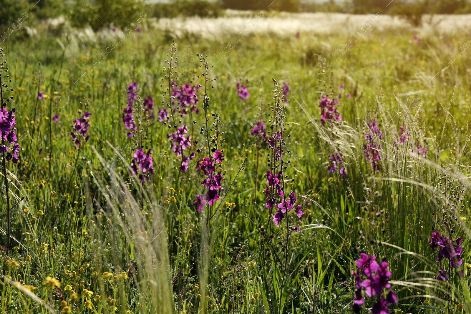 Photo of Beautiful flowers growing in meadow on sunny day